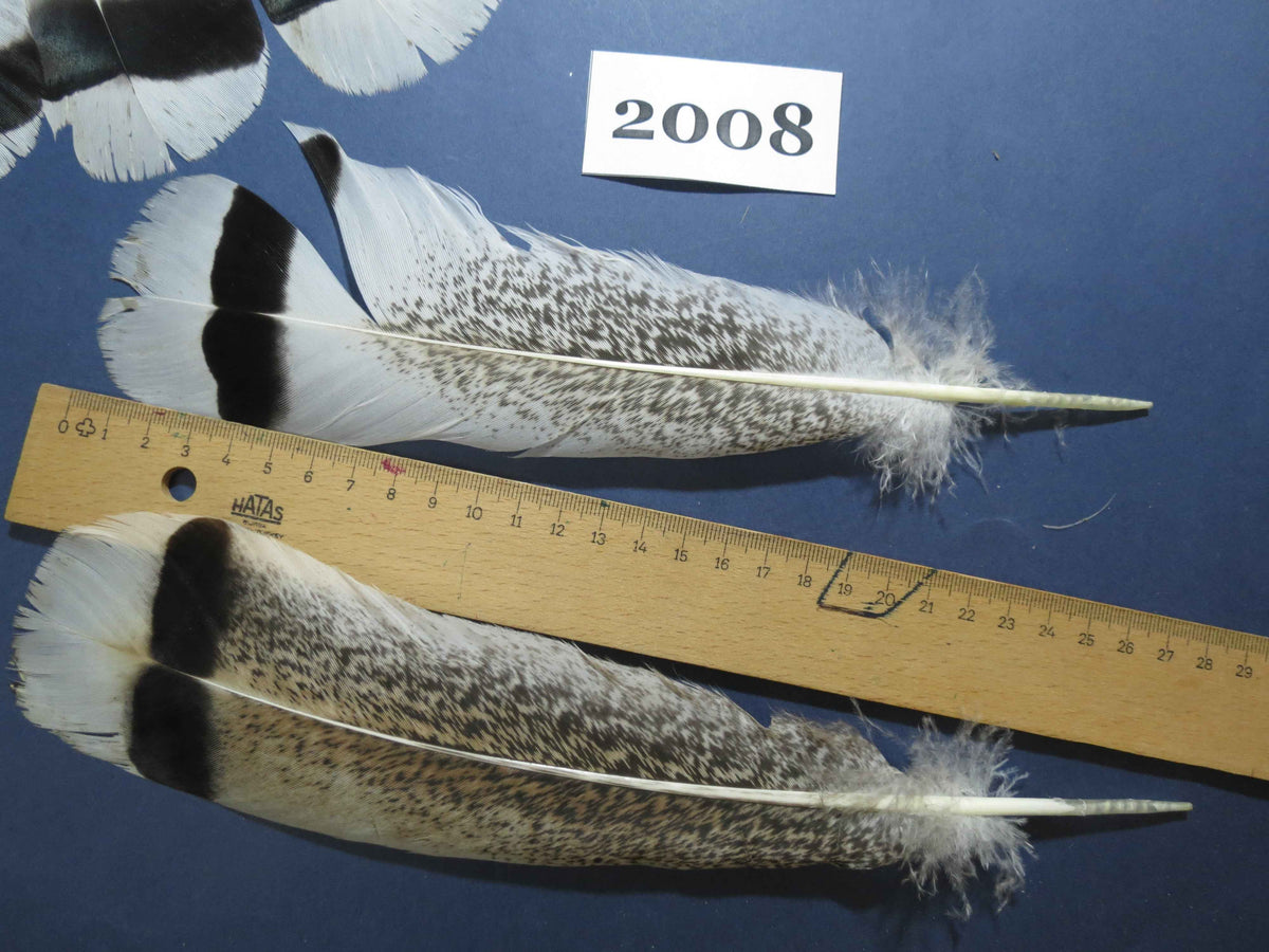 34 Pcs Natural Turkey Tail Feathers, Fly Tying Materials,Turkey Feathers. (2008)