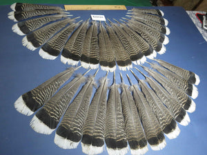28 Pcs Natural Turkey Tail Feathers, Fly Tying Materials,Turkey Feathers. (2009)