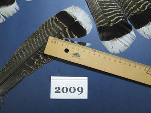 28 Pcs Natural Turkey Tail Feathers, Fly Tying Materials,Turkey Feathers. (2009)