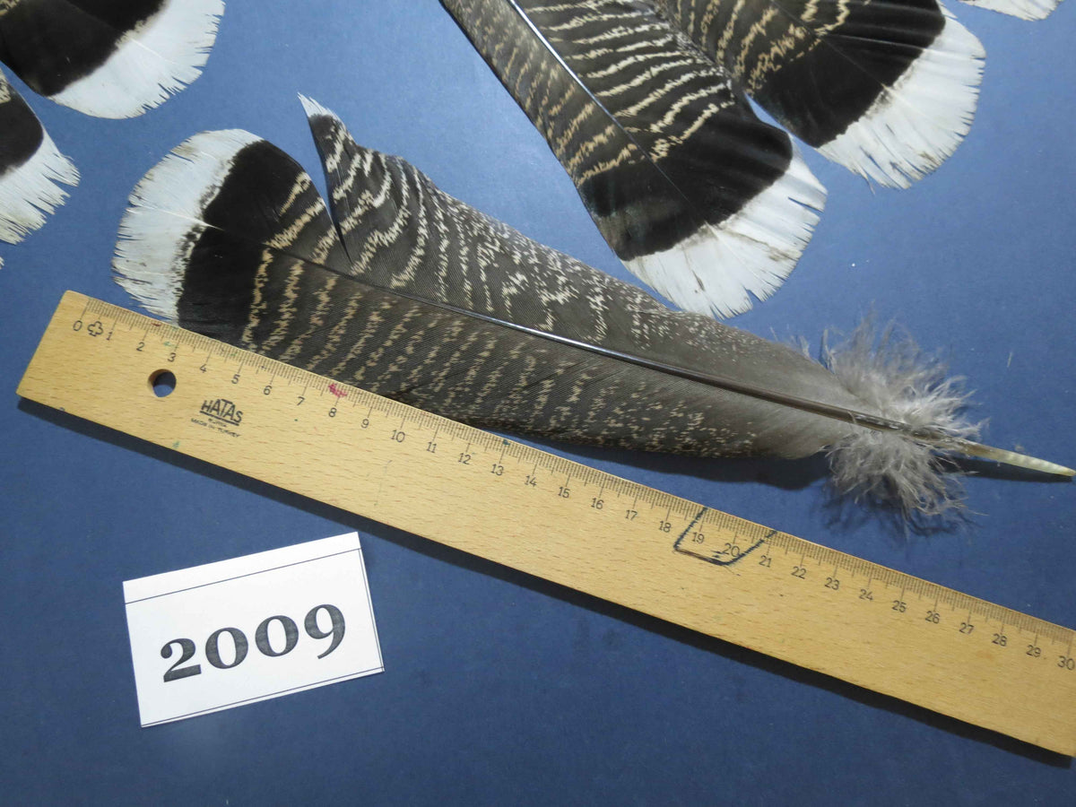 28 Pcs Natural Turkey Tail Feathers, Fly Tying Materials,Turkey Feathers. (2009)