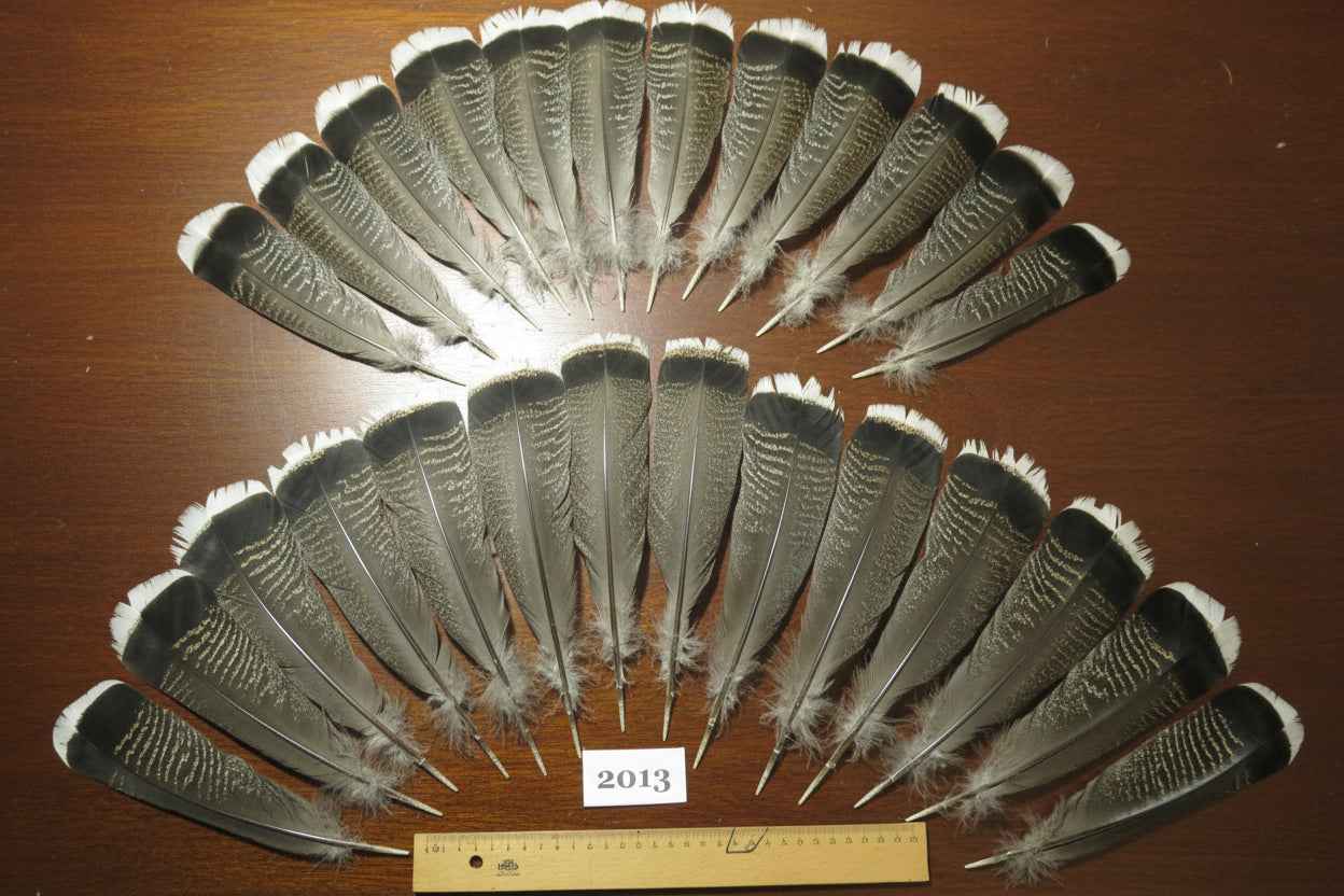 26 Pcs Natural Turkey Tail Feathers, Fly Tying Materials,Turkey Feathers. (2013)