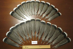 26 Pcs Natural Turkey Tail Feathers, Fly Tying Materials,Turkey Feathers. (2013)