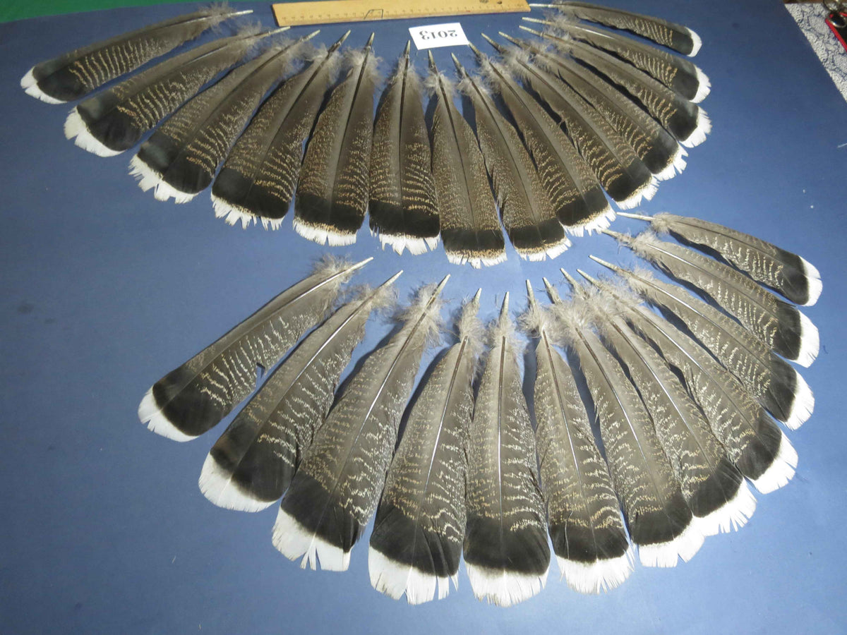 26 Pcs Natural Turkey Tail Feathers, Fly Tying Materials,Turkey Feathers. (2013)