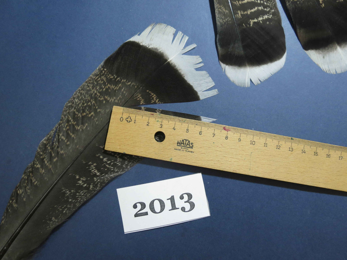 26 Pcs Natural Turkey Tail Feathers, Fly Tying Materials,Turkey Feathers. (2013)