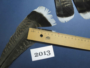 26 Pcs Natural Turkey Tail Feathers, Fly Tying Materials,Turkey Feathers. (2013)