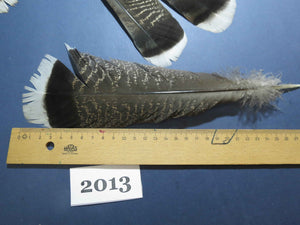 26 Pcs Natural Turkey Tail Feathers, Fly Tying Materials,Turkey Feathers. (2013)