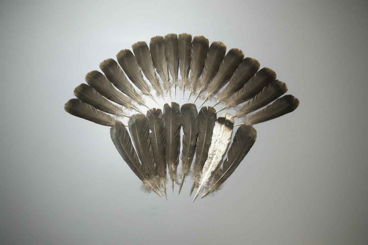 24 Pcs Natural Turkey Tail Feathers, Fly Tying Materials,Turkey Feathers. (2014)