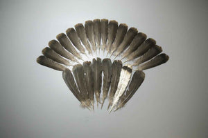 24 Pcs Natural Turkey Tail Feathers, Fly Tying Materials,Turkey Feathers. (2014)