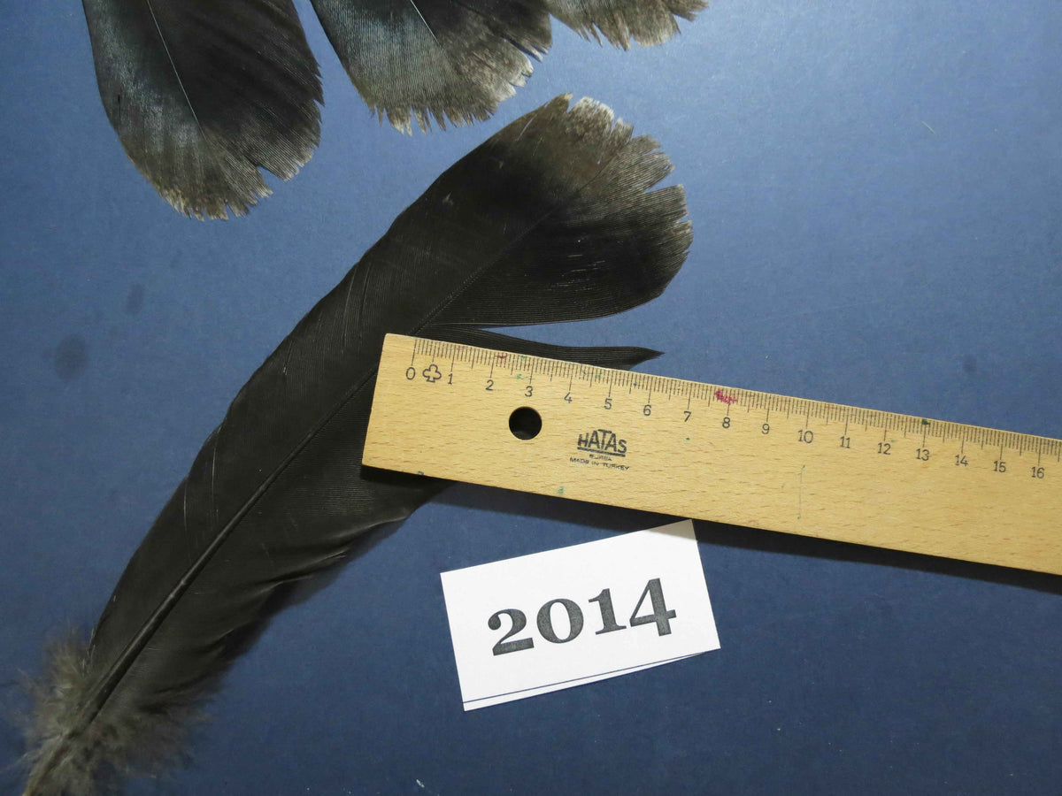 24 Pcs Natural Turkey Tail Feathers, Fly Tying Materials,Turkey Feathers. (2014)