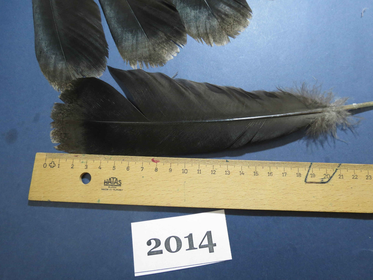 24 Pcs Natural Turkey Tail Feathers, Fly Tying Materials,Turkey Feathers. (2014)