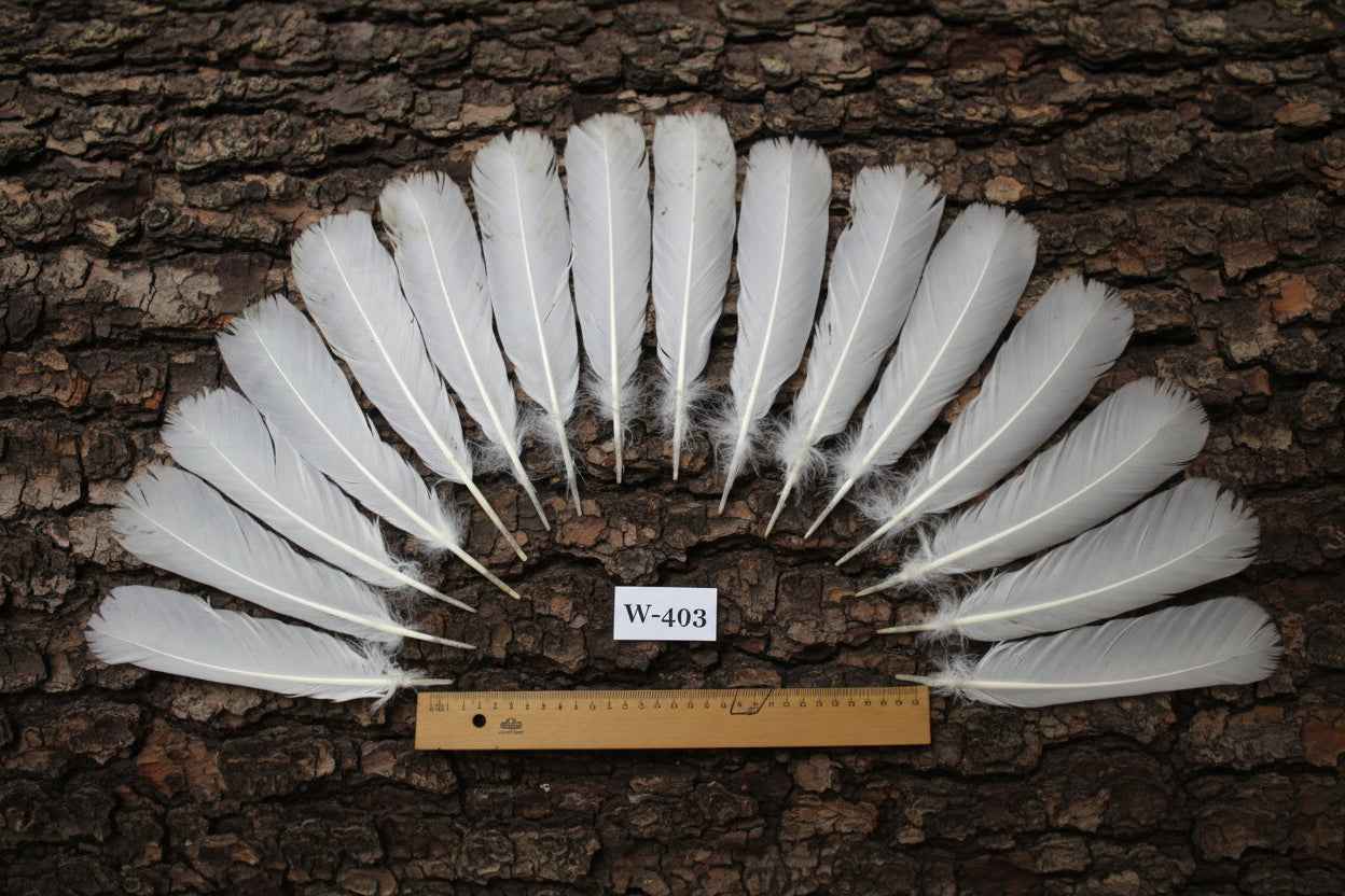 16 Pcs White Turkey Tail Feathers, Fly Tying Materials,Long Feathers. (W-493)