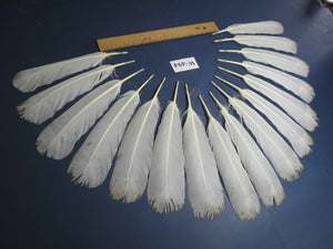 16 Pcs White Turkey Tail Feathers, Fly Tying Materials,Long Feathers. (W-494)