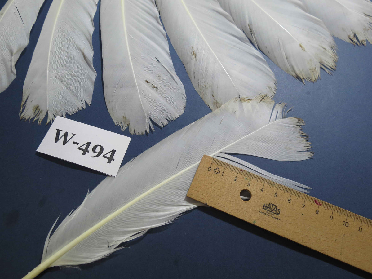 16 Pcs White Turkey Tail Feathers, Fly Tying Materials,Long Feathers. (W-494)