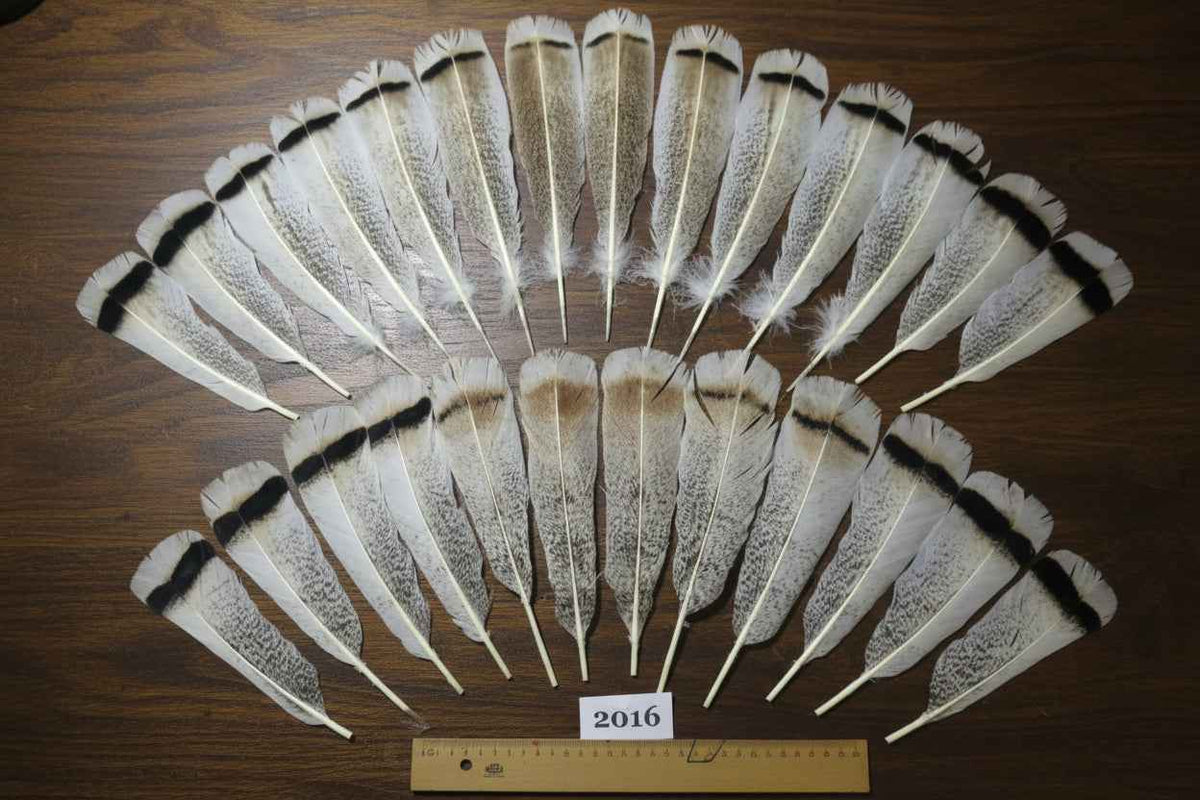 26 Pcs Natural Turkey Tail Feathers, Fly Tying Materials,Turkey Feathers. (2016)