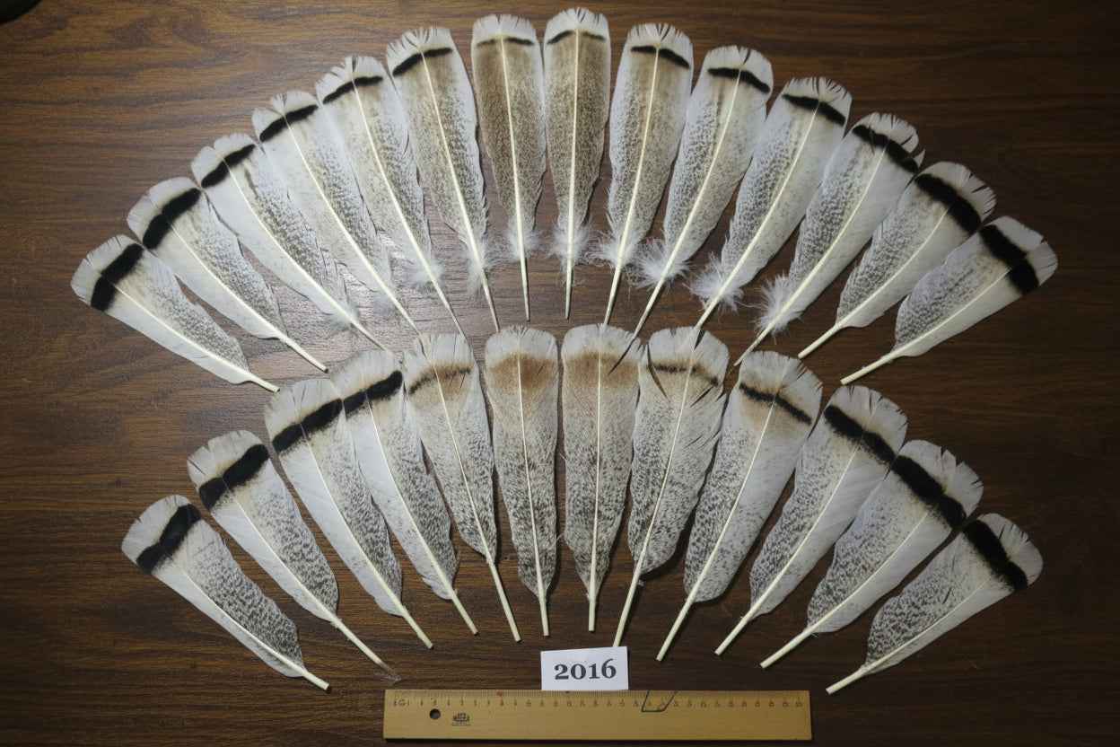 26 Pcs Natural Turkey Tail Feathers, Fly Tying Materials,Turkey Feathers. (2016)