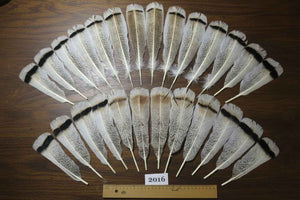 26 Pcs Natural Turkey Tail Feathers, Fly Tying Materials,Turkey Feathers. (2016)