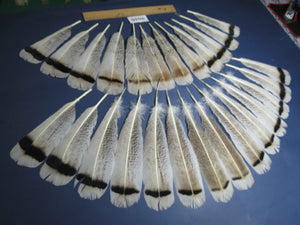 26 Pcs Natural Turkey Tail Feathers, Fly Tying Materials,Turkey Feathers. (2016)
