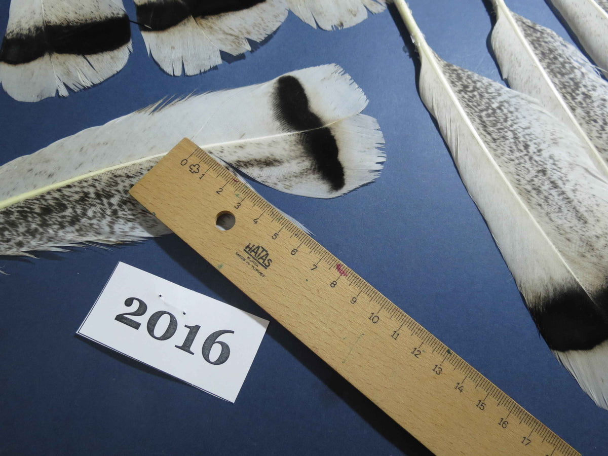 26 Pcs Natural Turkey Tail Feathers, Fly Tying Materials,Turkey Feathers. (2016)