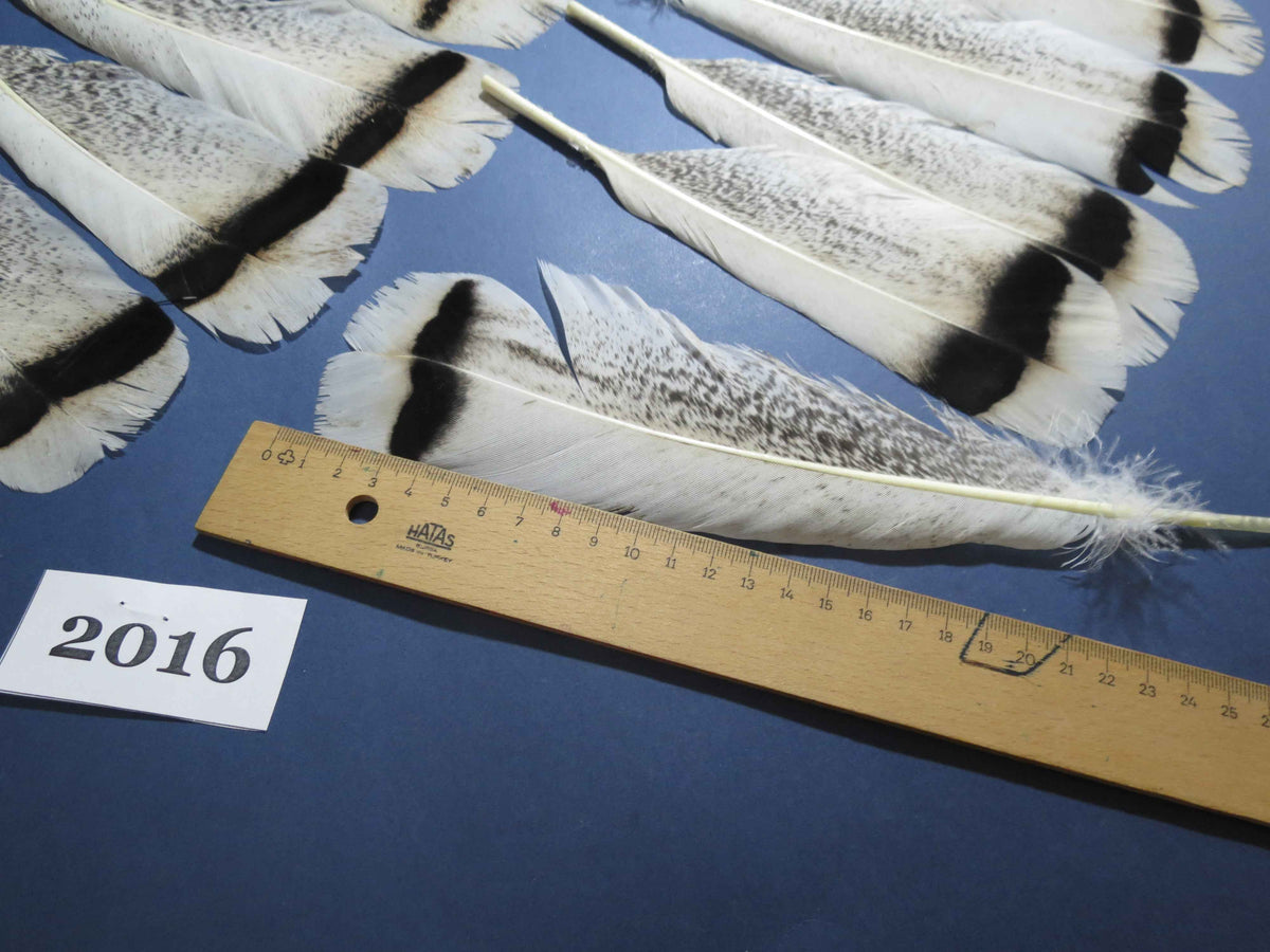 26 Pcs Natural Turkey Tail Feathers, Fly Tying Materials,Turkey Feathers. (2016)