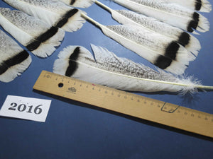 26 Pcs Natural Turkey Tail Feathers, Fly Tying Materials,Turkey Feathers. (2016)