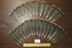 28 Pcs Natural Turkey Tail Feathers, Fly Tying Materials,Turkey Feathers. (2017)