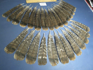 28 Pcs Natural Turkey Tail Feathers, Fly Tying Materials,Turkey Feathers. (2017)