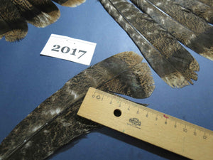 28 Pcs Natural Turkey Tail Feathers, Fly Tying Materials,Turkey Feathers. (2017)