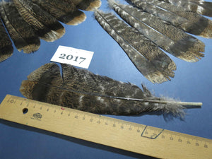 28 Pcs Natural Turkey Tail Feathers, Fly Tying Materials,Turkey Feathers. (2017)
