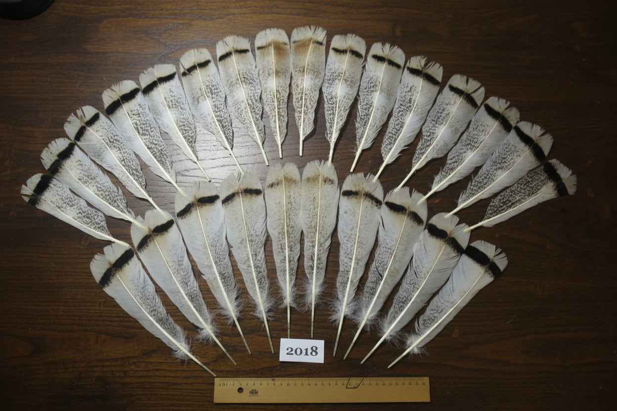 26 Pcs Natural Turkey Tail Feathers, Fly Tying Materials,Turkey Feathers. (2018)