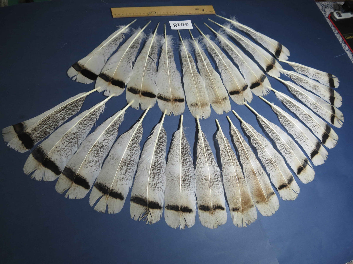26 Pcs Natural Turkey Tail Feathers, Fly Tying Materials,Turkey Feathers. (2018)