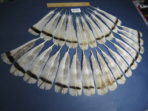26 Pcs Natural Turkey Tail Feathers, Fly Tying Materials,Turkey Feathers. (2018)