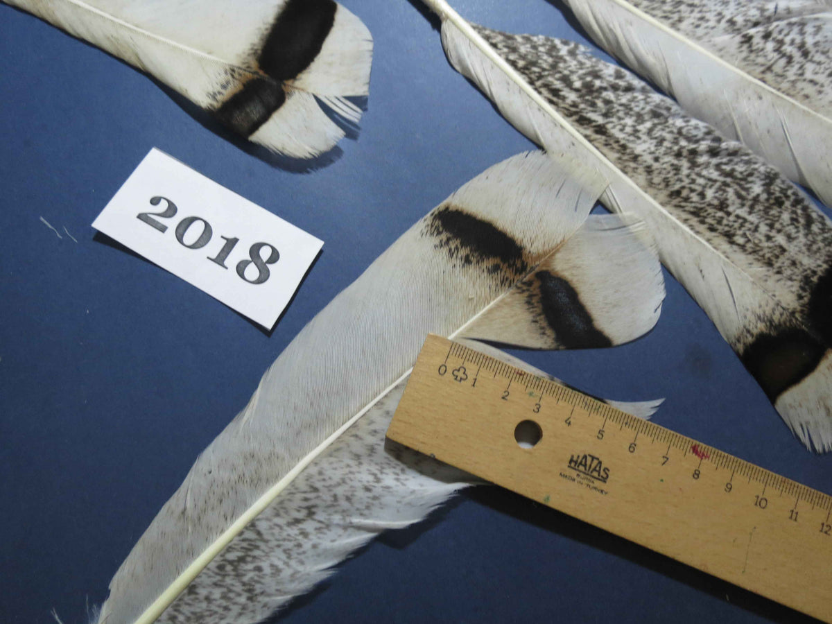 26 Pcs Natural Turkey Tail Feathers, Fly Tying Materials,Turkey Feathers. (2018)