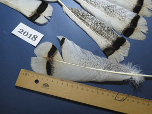 26 Pcs Natural Turkey Tail Feathers, Fly Tying Materials,Turkey Feathers. (2018)