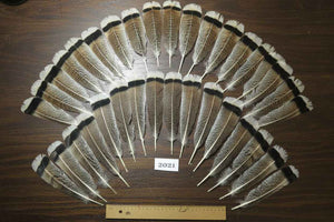 34 Pcs Natural Turkey Tail Feathers, Fly Tying Materials,Turkey Feathers. (2021)