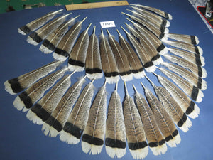 34 Pcs Natural Turkey Tail Feathers, Fly Tying Materials,Turkey Feathers. (2021)