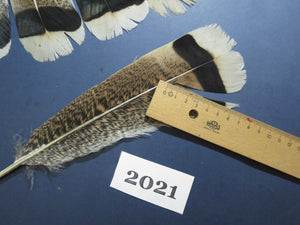 34 Pcs Natural Turkey Tail Feathers, Fly Tying Materials,Turkey Feathers. (2021)
