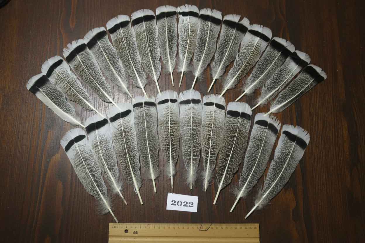 24 Pcs Natural Turkey Tail Feathers, Fly Tying Materials,Turkey Feathers. (2022)