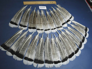 24 Pcs Natural Turkey Tail Feathers, Fly Tying Materials,Turkey Feathers. (2022)
