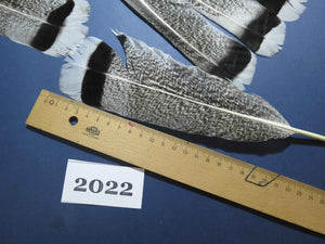 24 Pcs Natural Turkey Tail Feathers, Fly Tying Materials,Turkey Feathers. (2022)