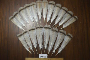 20 Pcs Natural Turkey Tail Feathers, Fly Tying Materials,Turkey Feathers. (2025)
