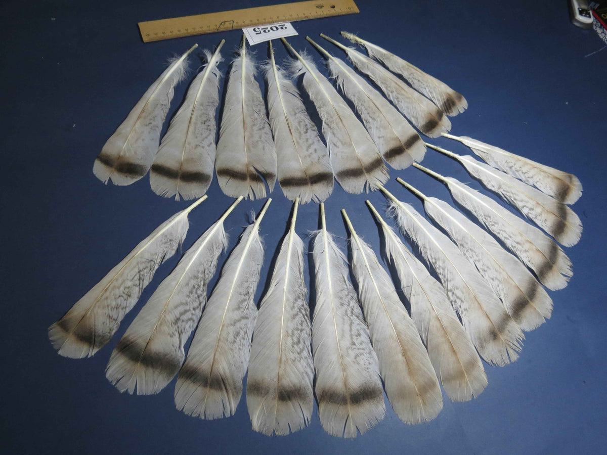 20 Pcs Natural Turkey Tail Feathers, Fly Tying Materials,Turkey Feathers. (2025)