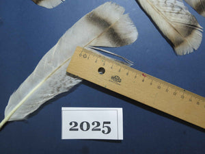 20 Pcs Natural Turkey Tail Feathers, Fly Tying Materials,Turkey Feathers. (2025)