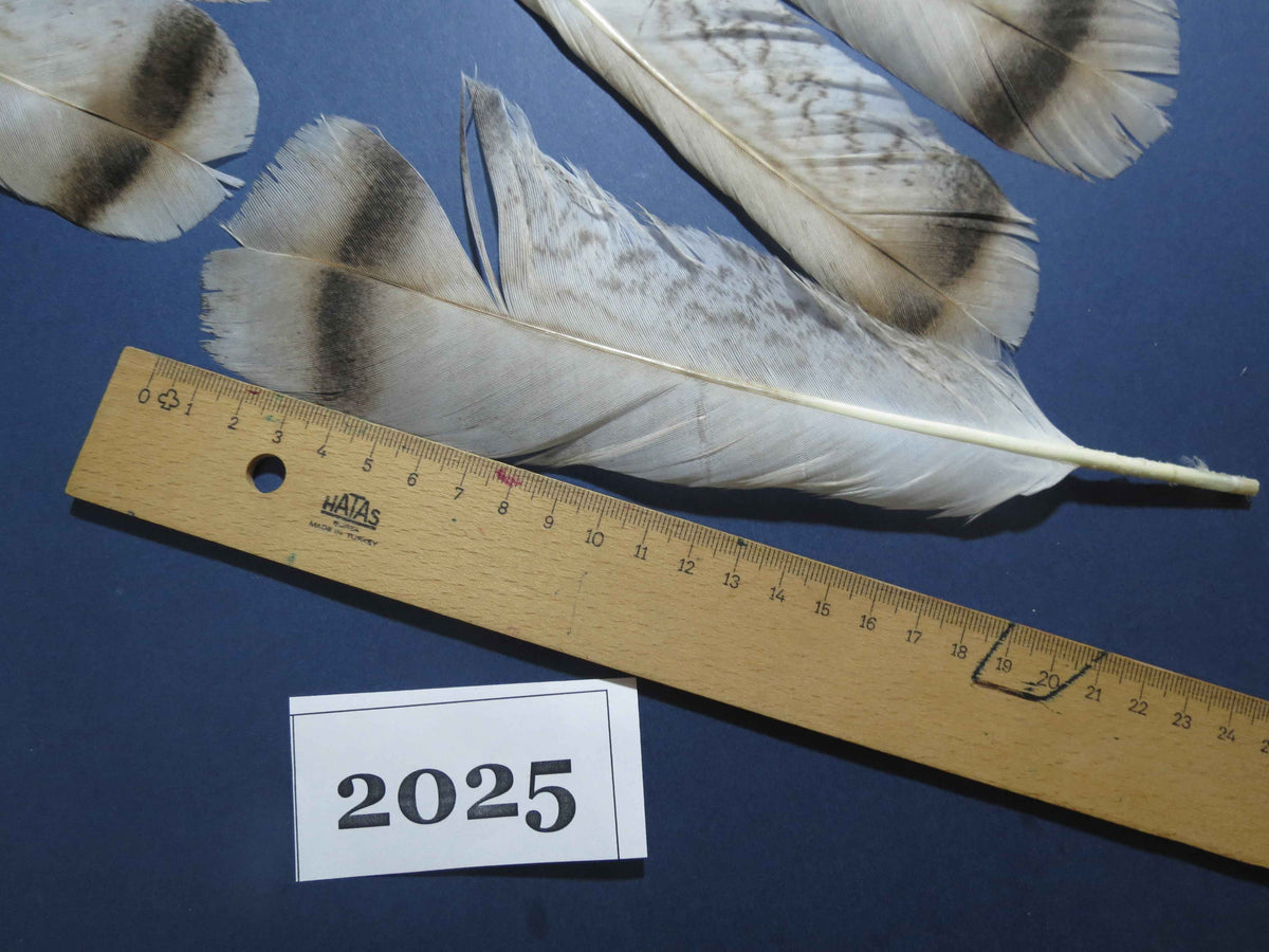 20 Pcs Natural Turkey Tail Feathers, Fly Tying Materials,Turkey Feathers. (2025)