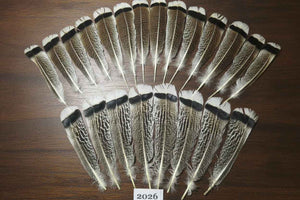 22 Pcs Natural Turkey Tail Feathers, Fly Tying Materials,Turkey Feathers. (2026)