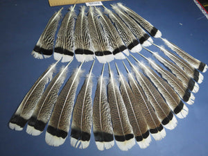 22 Pcs Natural Turkey Tail Feathers, Fly Tying Materials,Turkey Feathers. (2026)