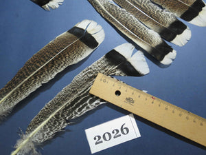 22 Pcs Natural Turkey Tail Feathers, Fly Tying Materials,Turkey Feathers. (2026)