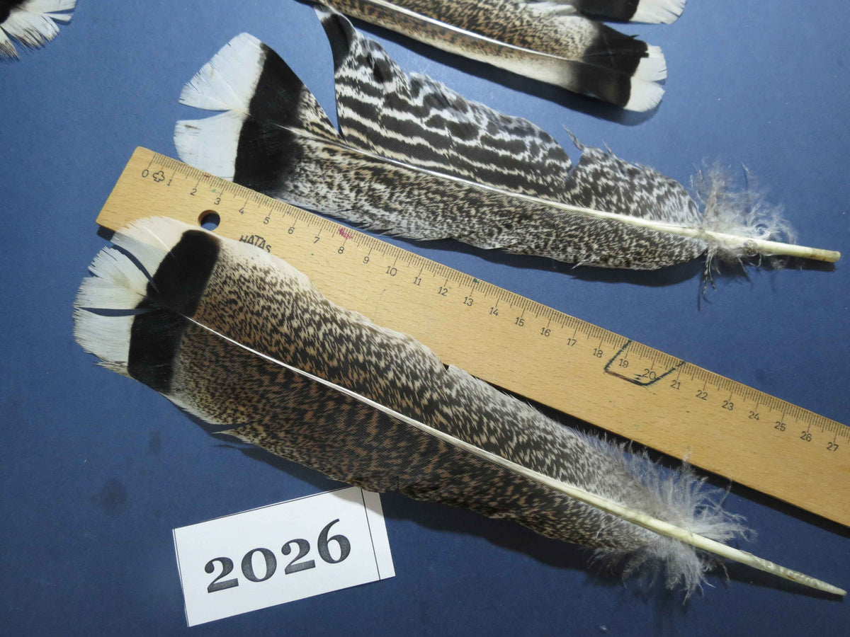 22 Pcs Natural Turkey Tail Feathers, Fly Tying Materials,Turkey Feathers. (2026)