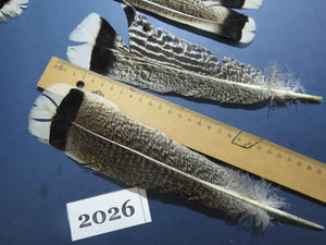 22 Pcs Natural Turkey Tail Feathers, Fly Tying Materials,Turkey Feathers. (2026)