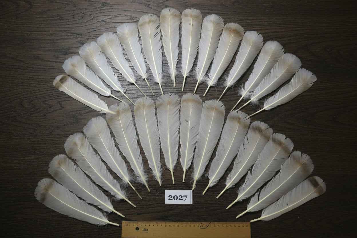 28 Pcs Natural Turkey Tail Feathers, Fly Tying Materials,Turkey Feathers. (2027)