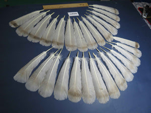 28 Pcs Natural Turkey Tail Feathers, Fly Tying Materials,Turkey Feathers. (2027)